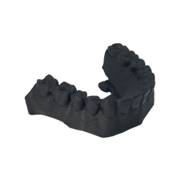 Models of teeth displayed 